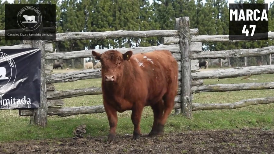 Lote 1 Toro