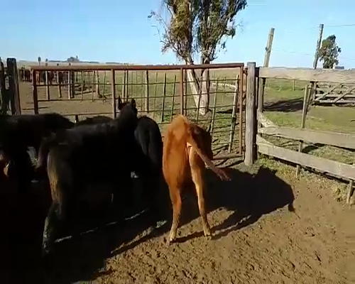 Lote 30 Terneros/as en Benito Juárez, Buenos Aires