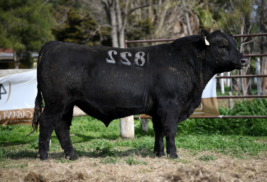 Lote TOROS PUROS DE PEDIGREE