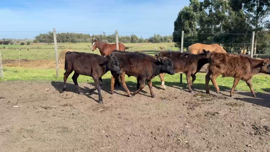 Lote TERNEROS Y TERNERAS