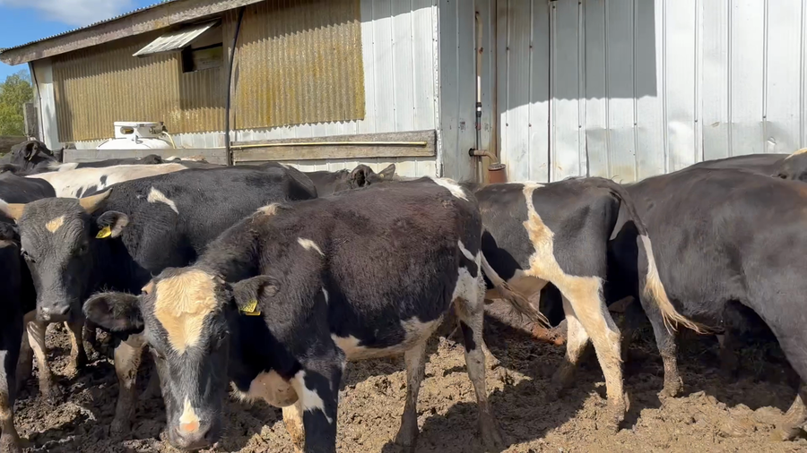 Lote 25 Novillo Engorda en Fresia, X Región Los Lagos