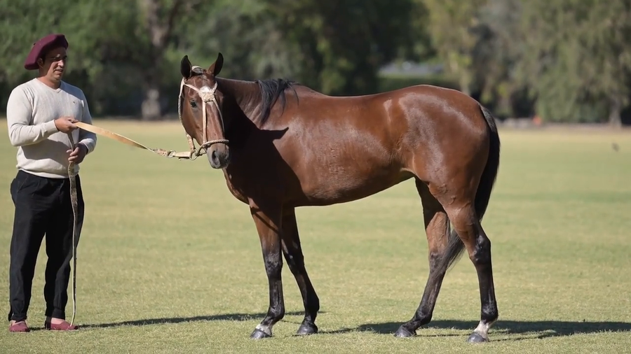 Lote MACHITOS HELGA (MACHITOS CALIFITA CLON 1 - MACHITOS HI FIVE)