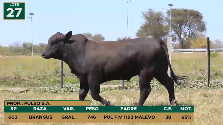 Lote TOROS LOTE 27
