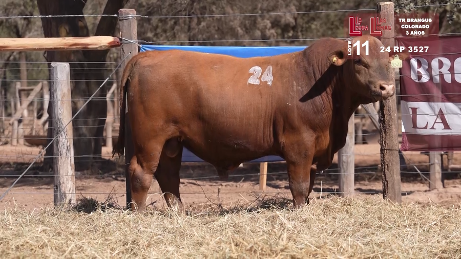 Lote BRANGUS COLORADO 3 AÑOS