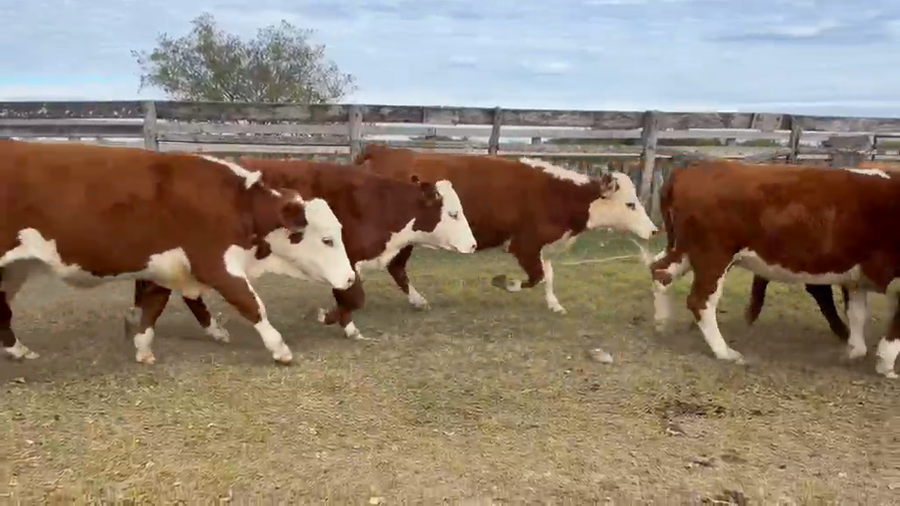 Lote 26 Vaquillonas C/ gtia de preñez