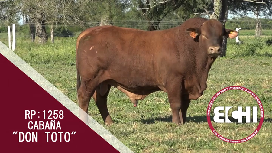 Lote TORO BRANGUS CABAÑA DON TOTO