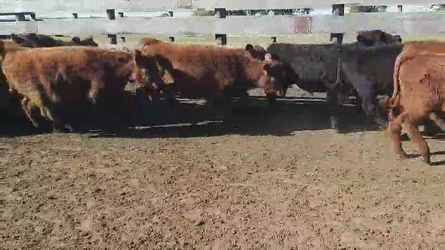 Lote 140 Terneros en Villaguay, Entre Ríos