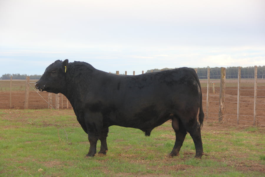 Lote TOROS PUROS DE PEDIGREE
