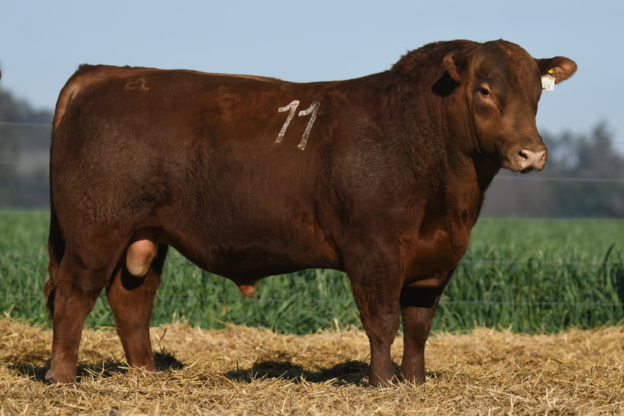Lote TORO ANGUS PC