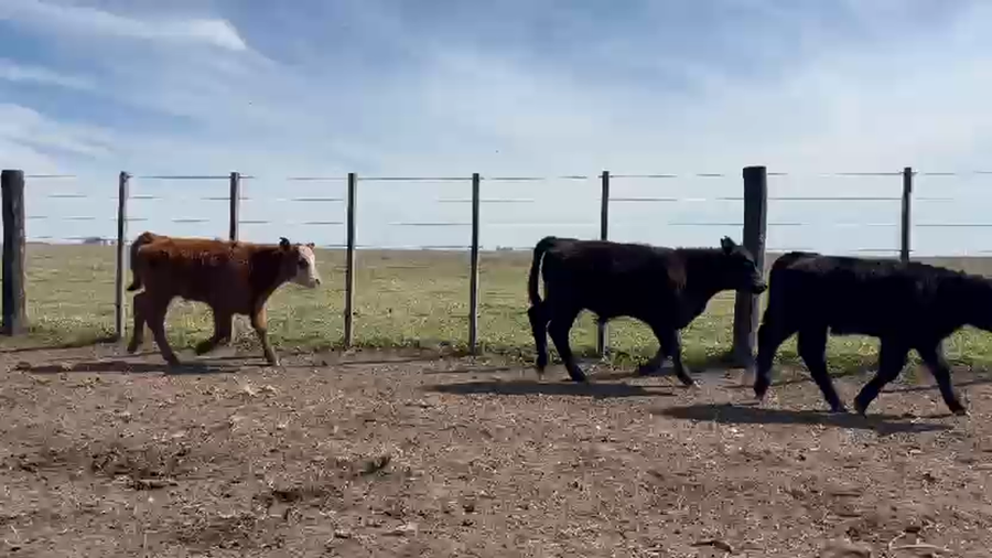 Lote 65 Terneros A TÉRMINO en Daireaux