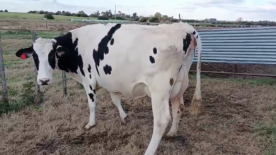 Lote Vaquillonas  a remate en Pantalla Camy 500kg - , San José