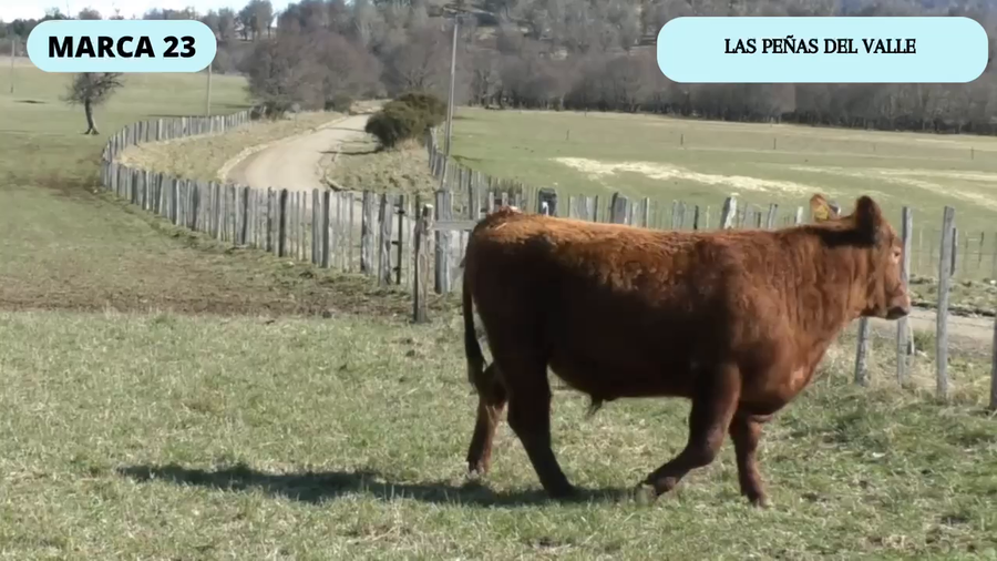 Lote 1 Toro en Coyhaique, XI Región Aysén