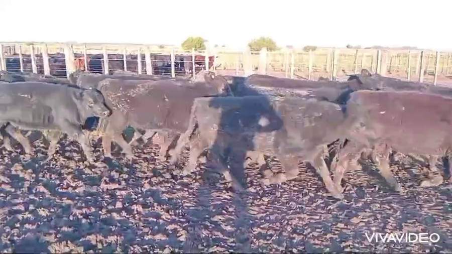 Lote 74 Terneras Registradas