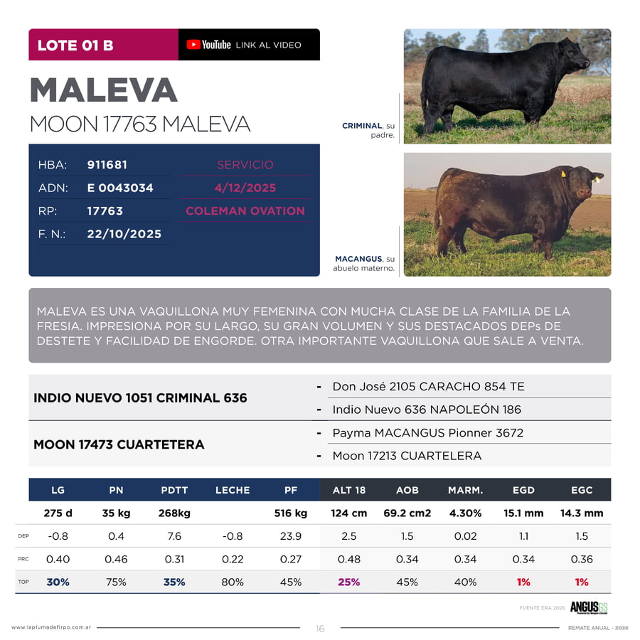 Lote RP 17744 y 17763 - VAQUILLONAS PP ELITE VENTA DE UNA ELECCION