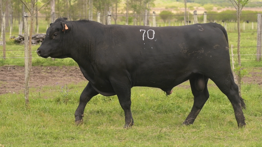Lote Id 70