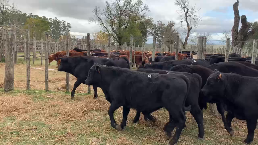 Lote 27 Terneros en Melo, Cerro Largo