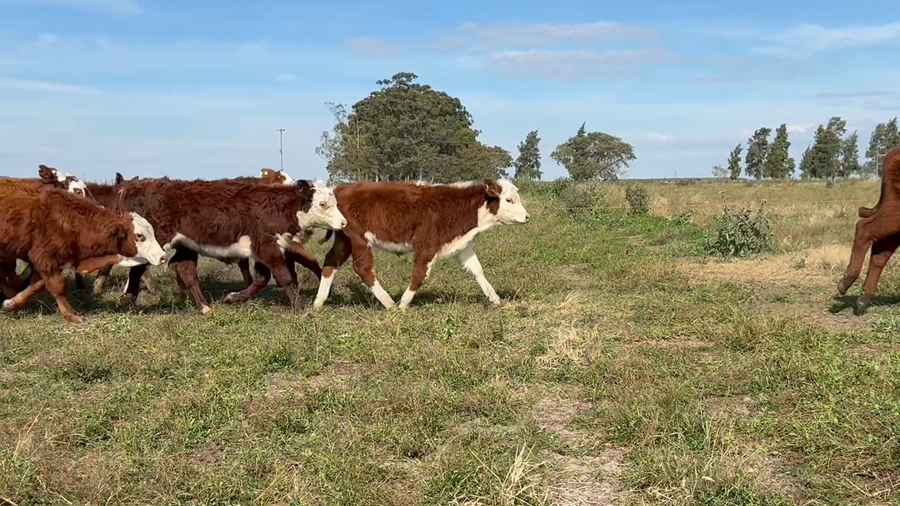 Lote 140 Terneros