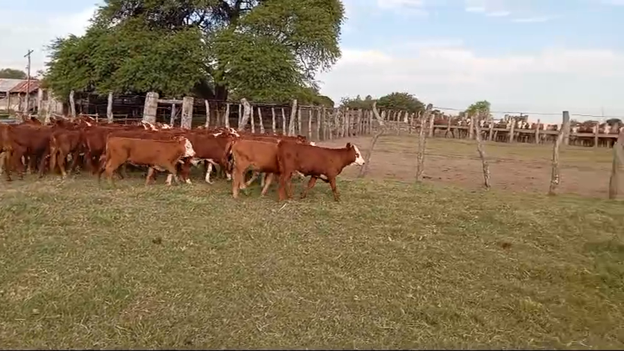 Lote 76 Terneros