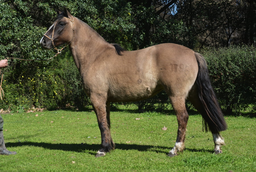 Lote VILCUN LA ATORADA