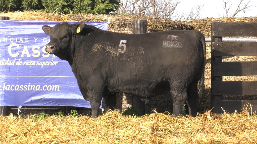 Lote TOROS ANGUS PURO CONTROLADO