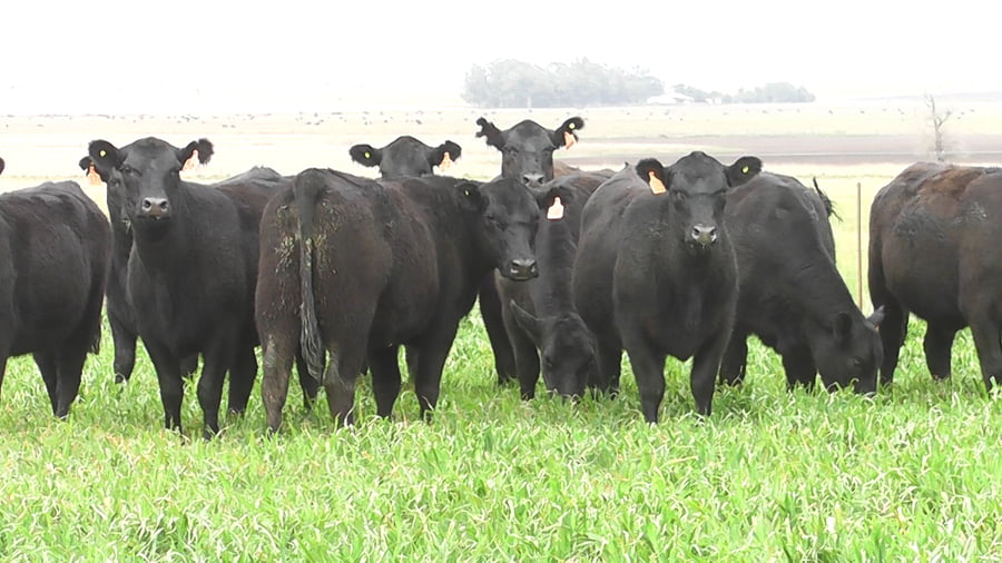Lote VAQ. A. ANGUS NEGRAS MAS C/GTÍA DE PREÑEZ