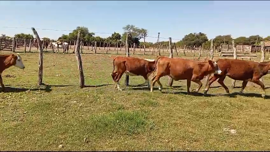 Lote 60 Terneras