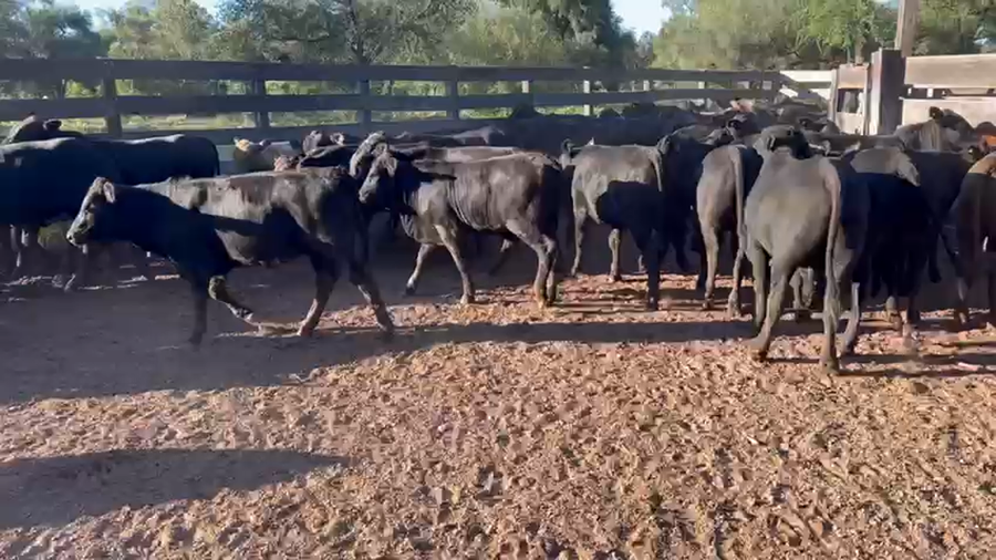Lote 100 Terneros/as en Juan José Castelli, Chaco