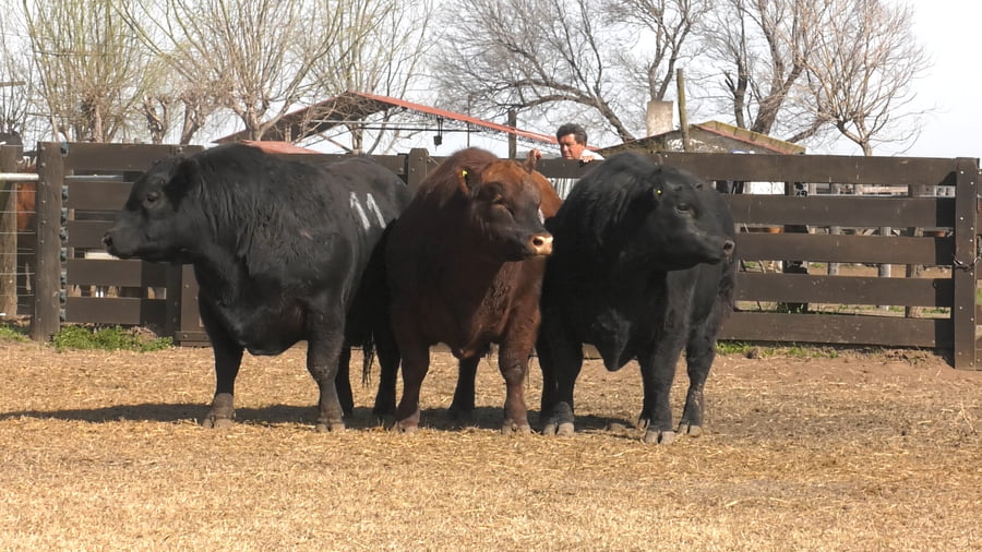 Lote TOROS ANGUS PUROS CONTROLADOS