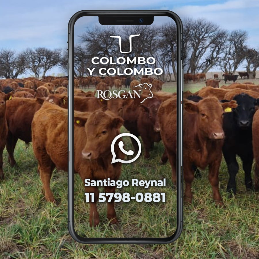 Lote 75 Vaquillonas c/garantía de preñez
