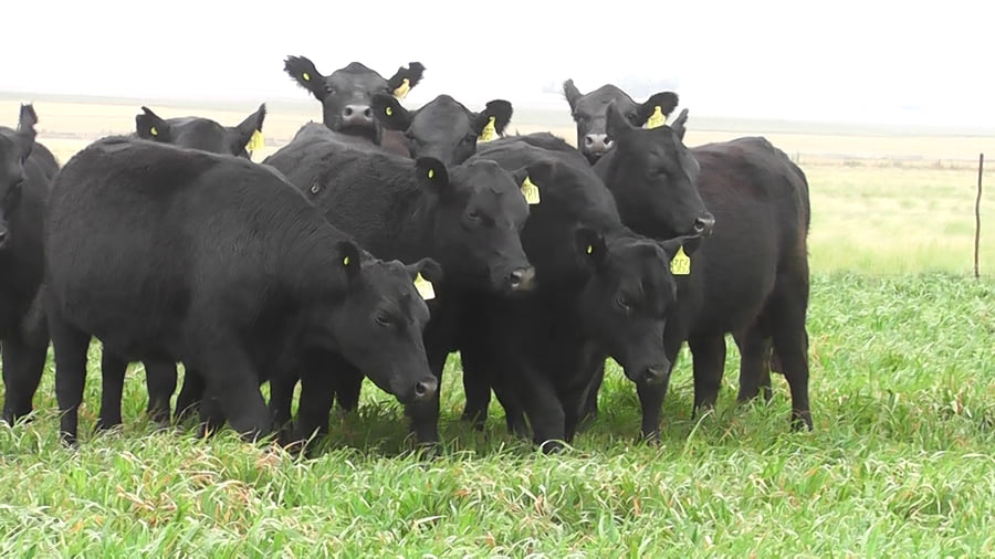 Lote VAQ.  ANGUS NEGRAS P. CONTROLADAS C/GTÍA DE PREÑEZ