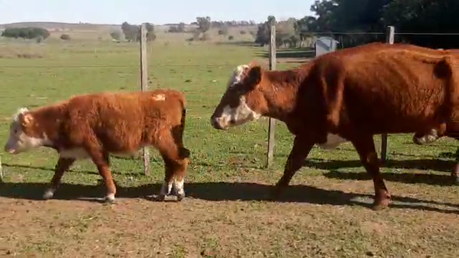Lote 28 piezas de cria hereford y cruzas