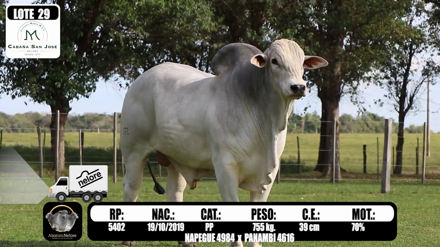 Lote LOTE  29 RP 5402