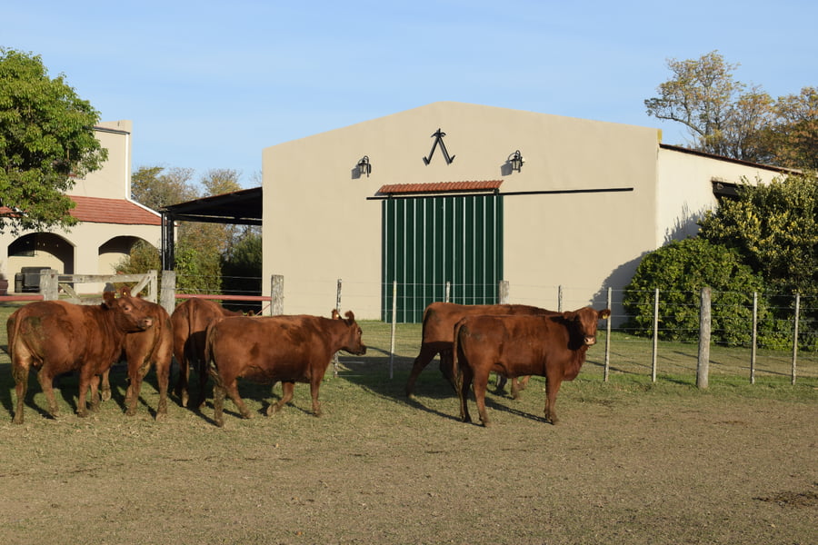 Lote CABAÑA “COEMBOTÁ” de Calderón Vientres Generales Coloradas Preñadas