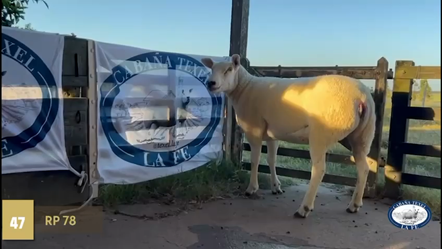 Lote Borregas a remate en Texel Don Amilcar y Villa Olivar, Rocha