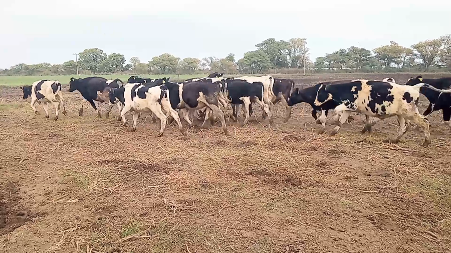 Lote 46 Novillitos Holando Argentino en Seeber, Cordoba
