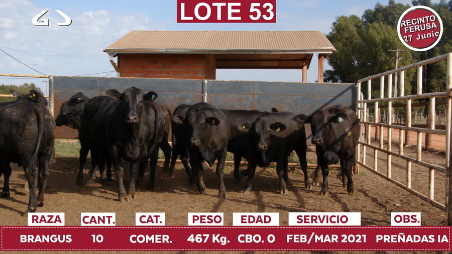 Lote Reproductores de Alborada - Lote 53