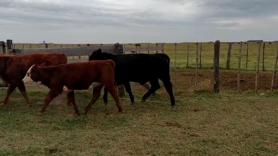 Lote 70 Terneras en Bolívar
