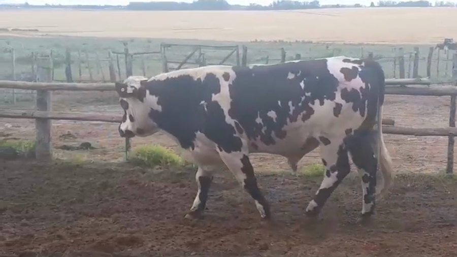 Lote Toros NORMANDO a remate en #39 Pantalla Carmelo en YOUNG