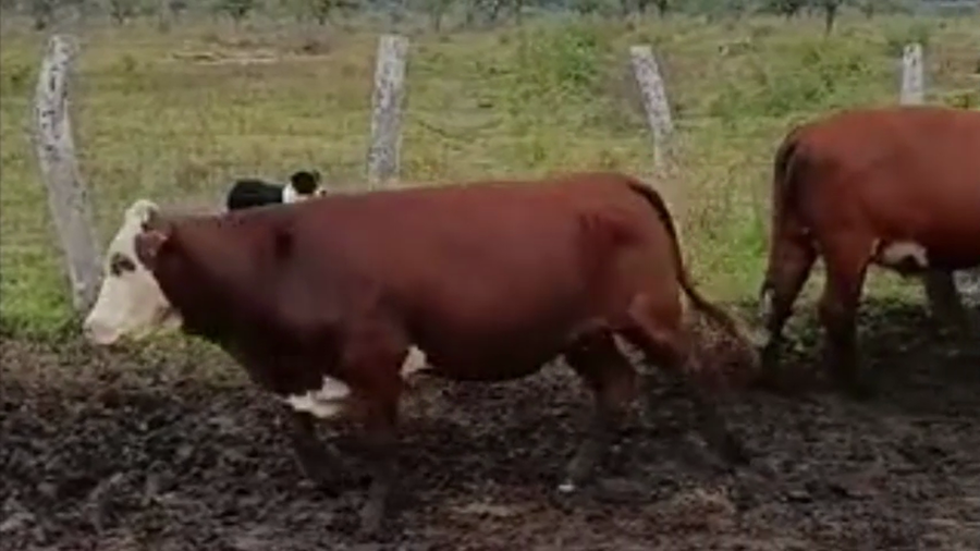 Lote 22 Vaquillonas preñadas