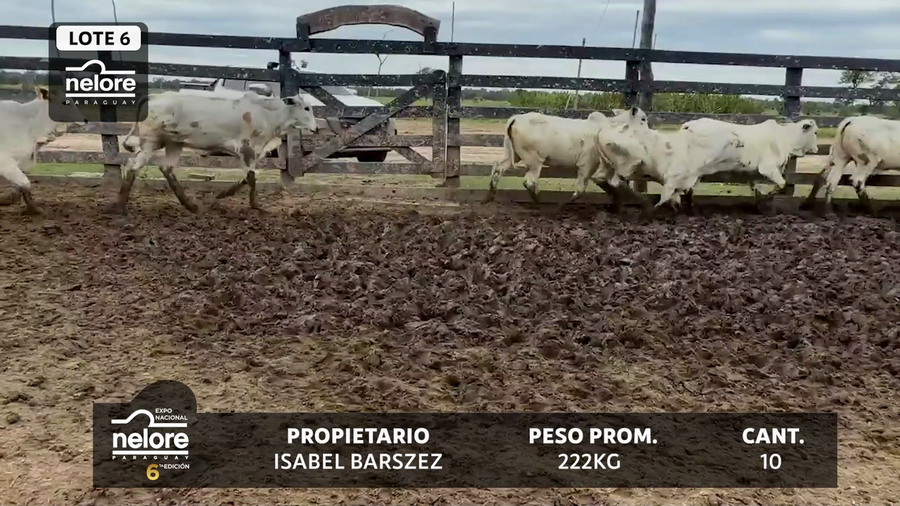 Lote LOTE 6