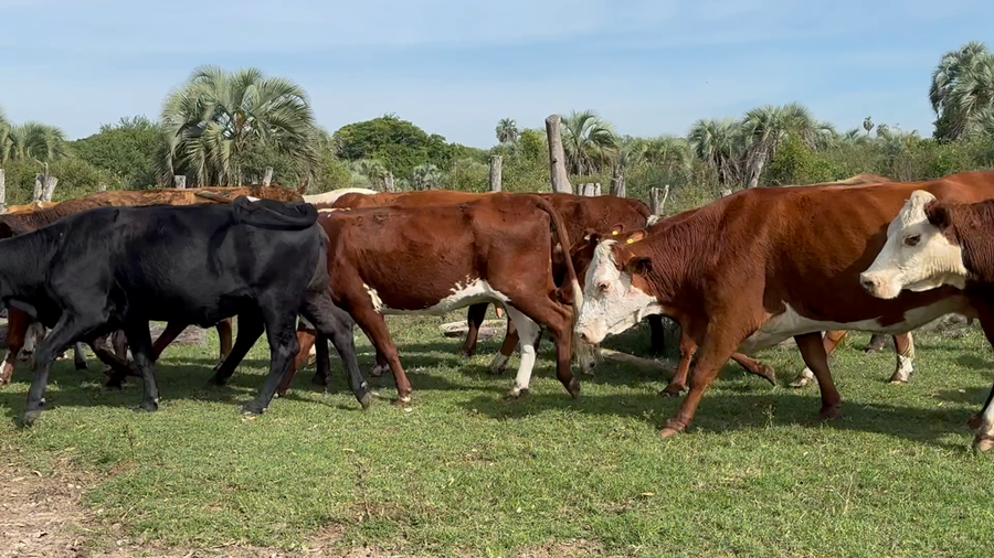 Lote 100 Vacas usadas preñadas
