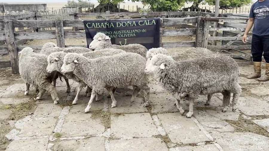 Lote Borregas 2D y DL (MO: Si)