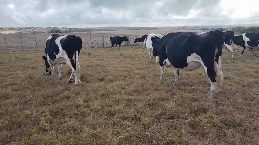 Lote 9 Vaca a remate en Pantalla Camy, San José