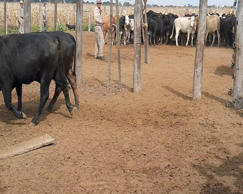 Lote 70 Vaquillonas en Pampa del Infierno, Chaco