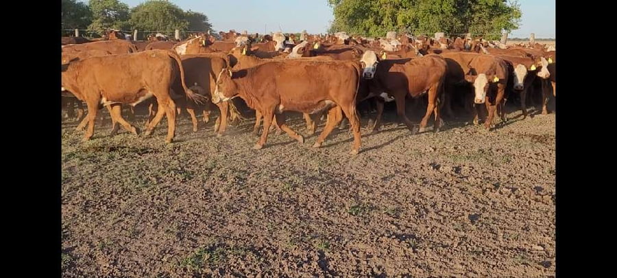 Lote 0 Terneras en Entre Ríos, Villaguay