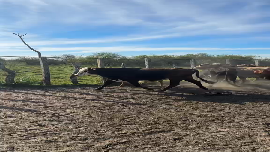 Lote 28 Vacas con Cría  en Corrientes, Bonpland