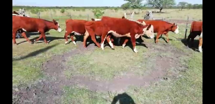 Lote 25 Terneros/as en Villaguay, Entre Ríos