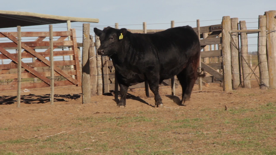 Lote TOROS PUROS DE PEDIGREE