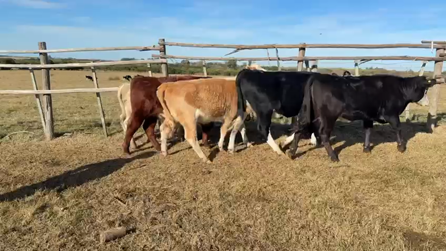 Lote NOVILLOS Y VAQUILLONAS 1a2 AÑOS