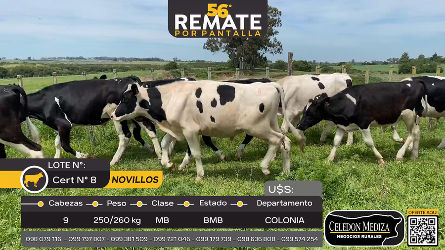 Lote 9 Novillos en El Cuadro, Colonia